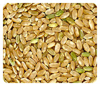 玄米に含まれるビタミン・ミネラル・食物繊維の95%が表皮と胚芽に集中しています。